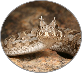 vipere labo ehp boukhatmi